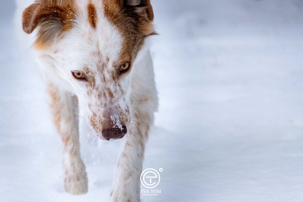 Cane tra la neve di Sestriere