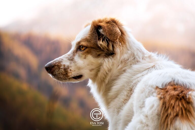 Cane di profilo immerso nei colori autunnali della natura