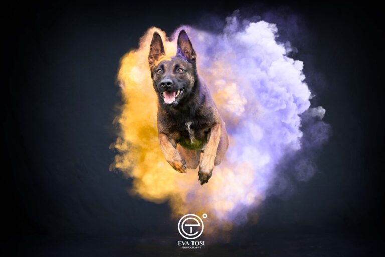 Pastore Malinois doppio colore, servizio fotografico ai cani