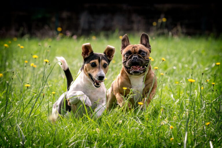 Jack Russell e bulldog francese che corrono in un prato fiorito, servizio fotografico con il cane a Torino